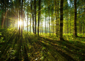 Inteligencia artificial en la conservación de bosques