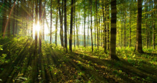 Inteligencia artificial en la conservación de bosques