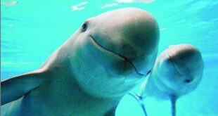 Drones inteligentes para rescatar a las vaquitas marinas