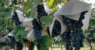 La inteligencia artificial puede modificar la cadena alimentaria: IBM