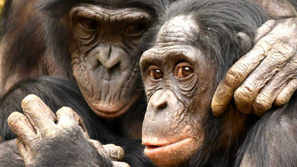 Desarrollan tecnología para identificación individual de primates