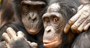 Desarrollan tecnología para identificación individual de primates