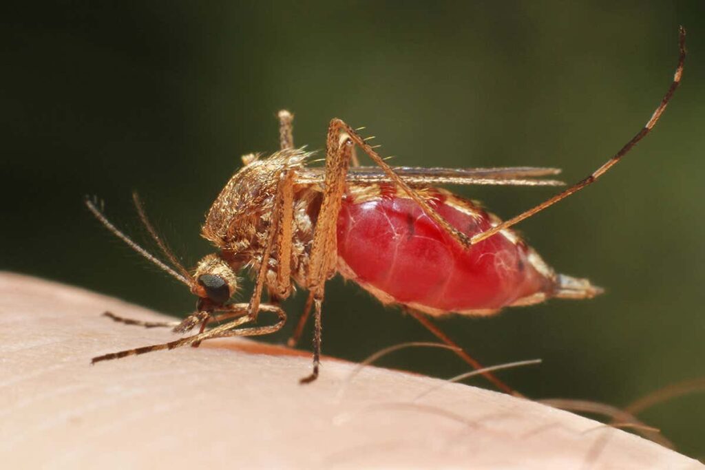 Identifican mosquitos de malaria y otras enfermedades, con inteligencia artificial