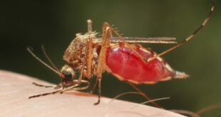 Identifican mosquitos de malaria y otras enfermedades, con inteligencia artificial
