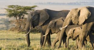 Conservacionistas rastrean las poblaciones de elefantes desde el espacio utilizando satélites de observación de la Tierra e IA