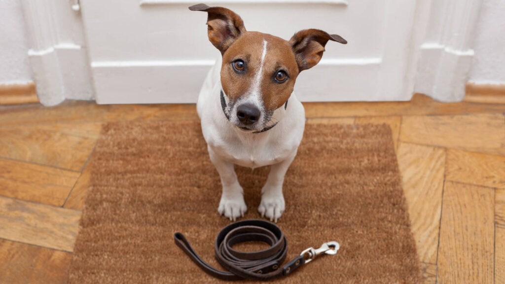 El collar inteligente Petpuls puede “traducir” el ladrido de tu perro