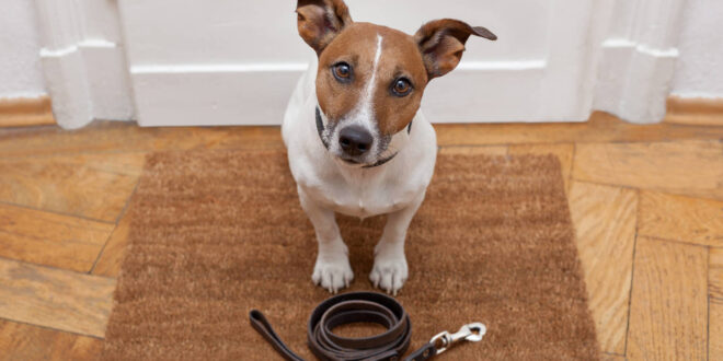 El collar inteligente Petpuls puede “traducir” el ladrido de tu perro