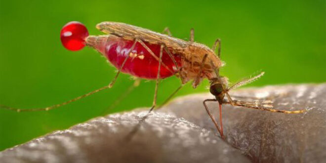Zzapp Malaria, startup israelí, crea aplicación para combatir la malaria