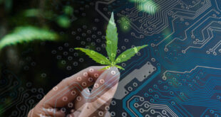 ¿Cómo incursiona la inteligencia artificial en la industria del cannabis medicinal? Luis Doporto explica