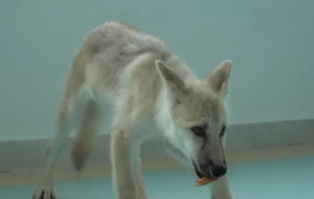lobo