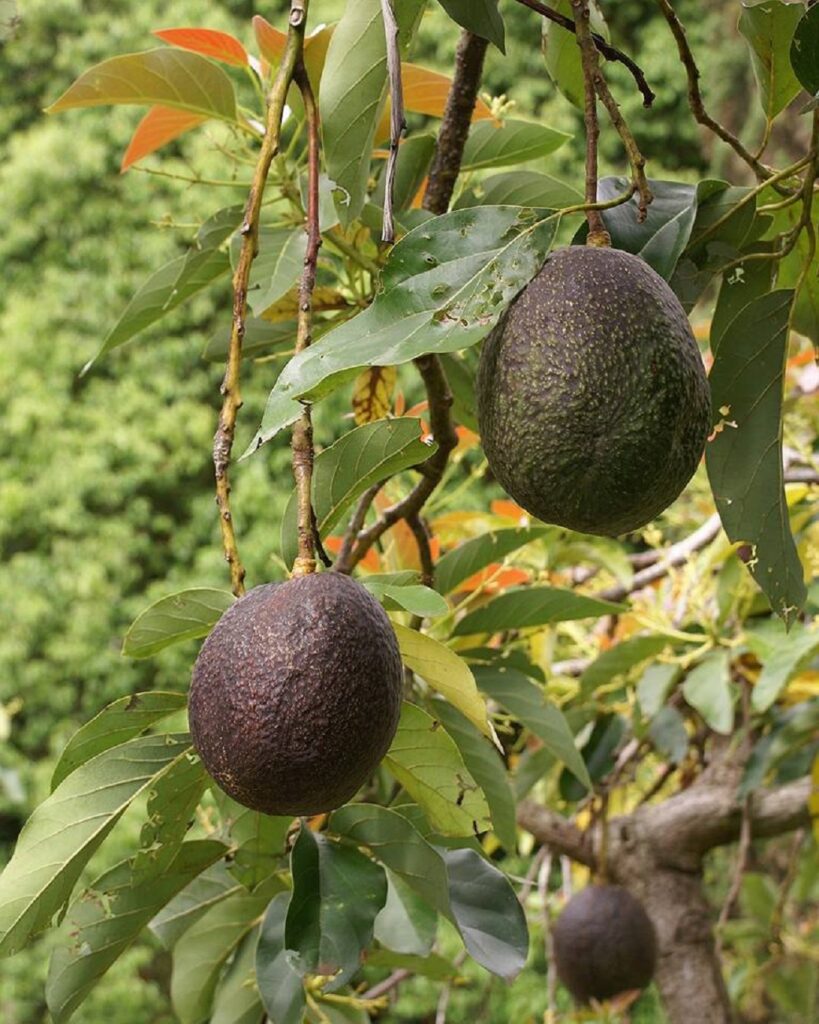 Aguacate