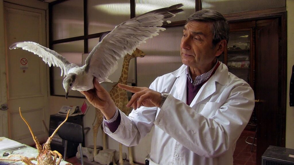 taxidermia de aves