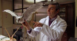 taxidermia de aves