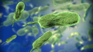 Microscopic,View,Of,Vibrio,Vulnificus,Bacteria