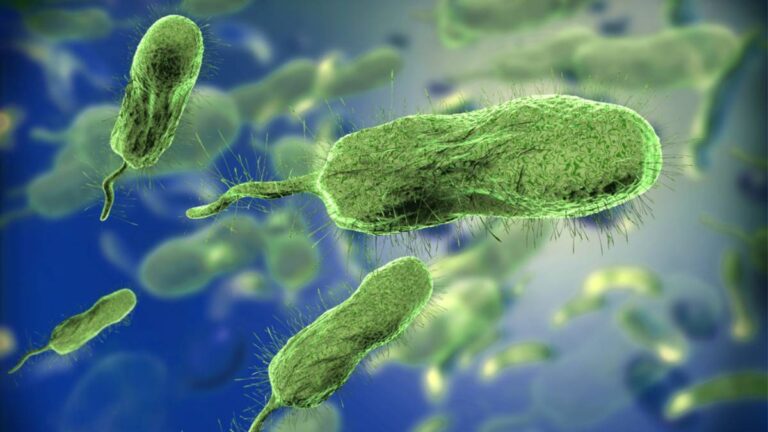 Microscopic,View,Of,Vibrio,Vulnificus,Bacteria