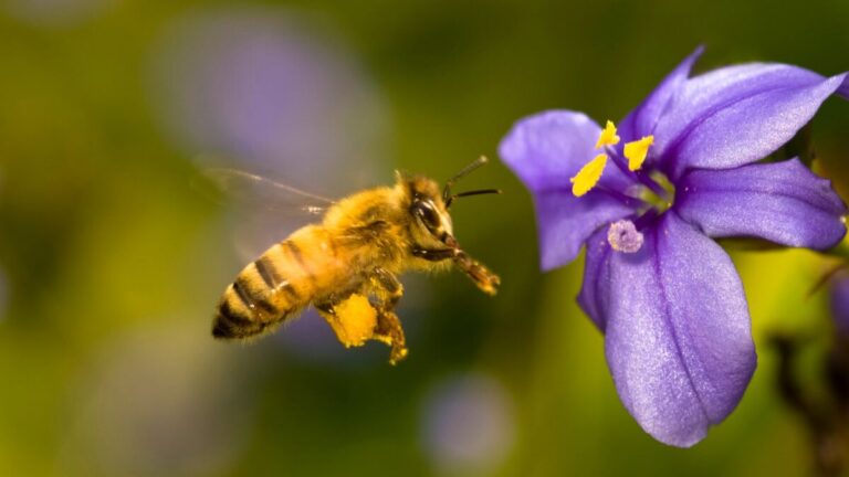 abeja