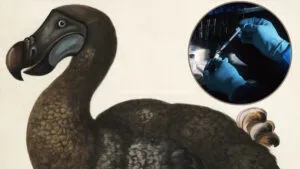 dodo
