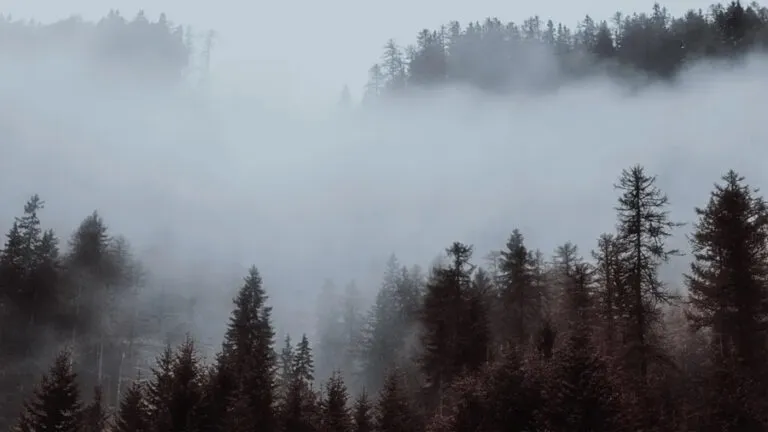 niebla