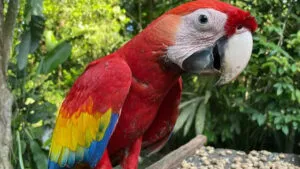 loro