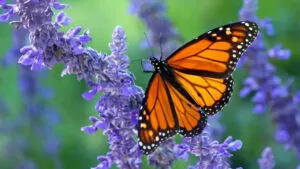 mariposas