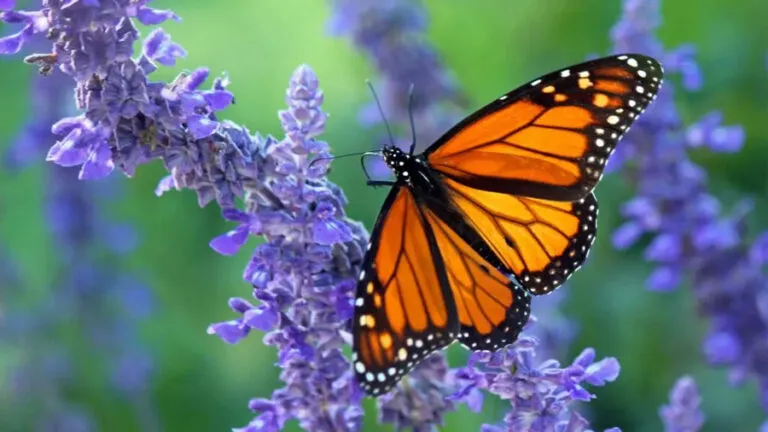 mariposas