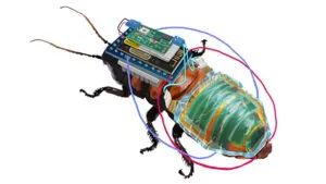 cucaracha