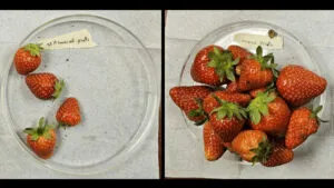 fresas1