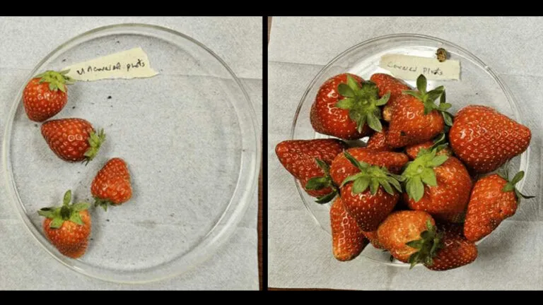 fresas1